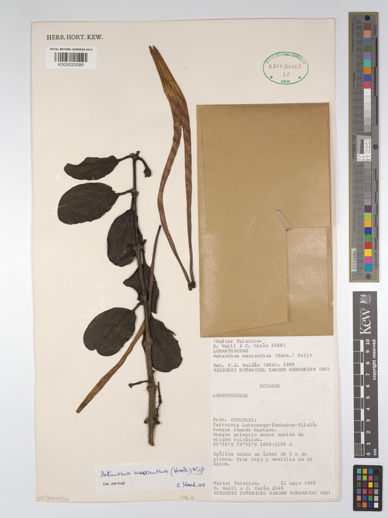 Aetanthus macranthus photo 5