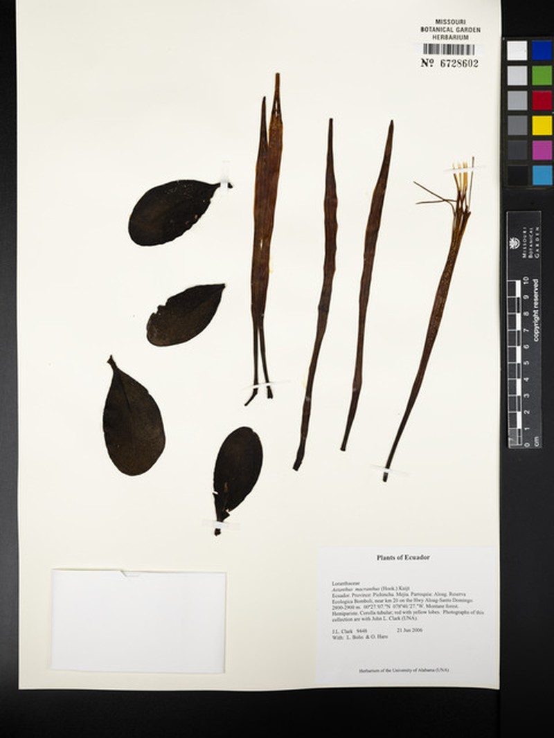 Aetanthus macranthus photo 7