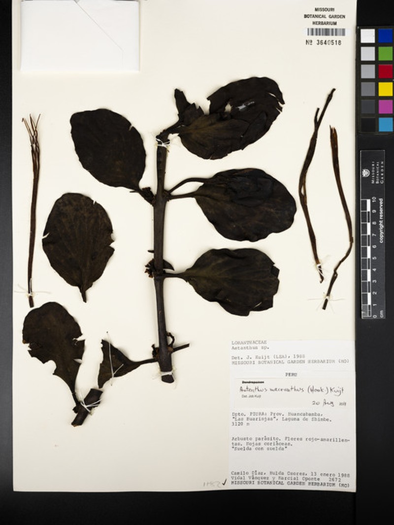Aetanthus macranthus photo 8