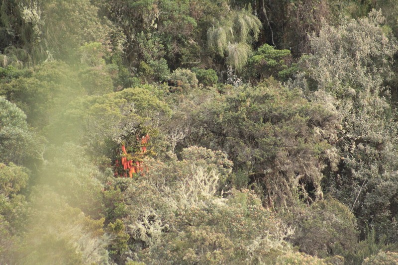 Aetanthus mutisii