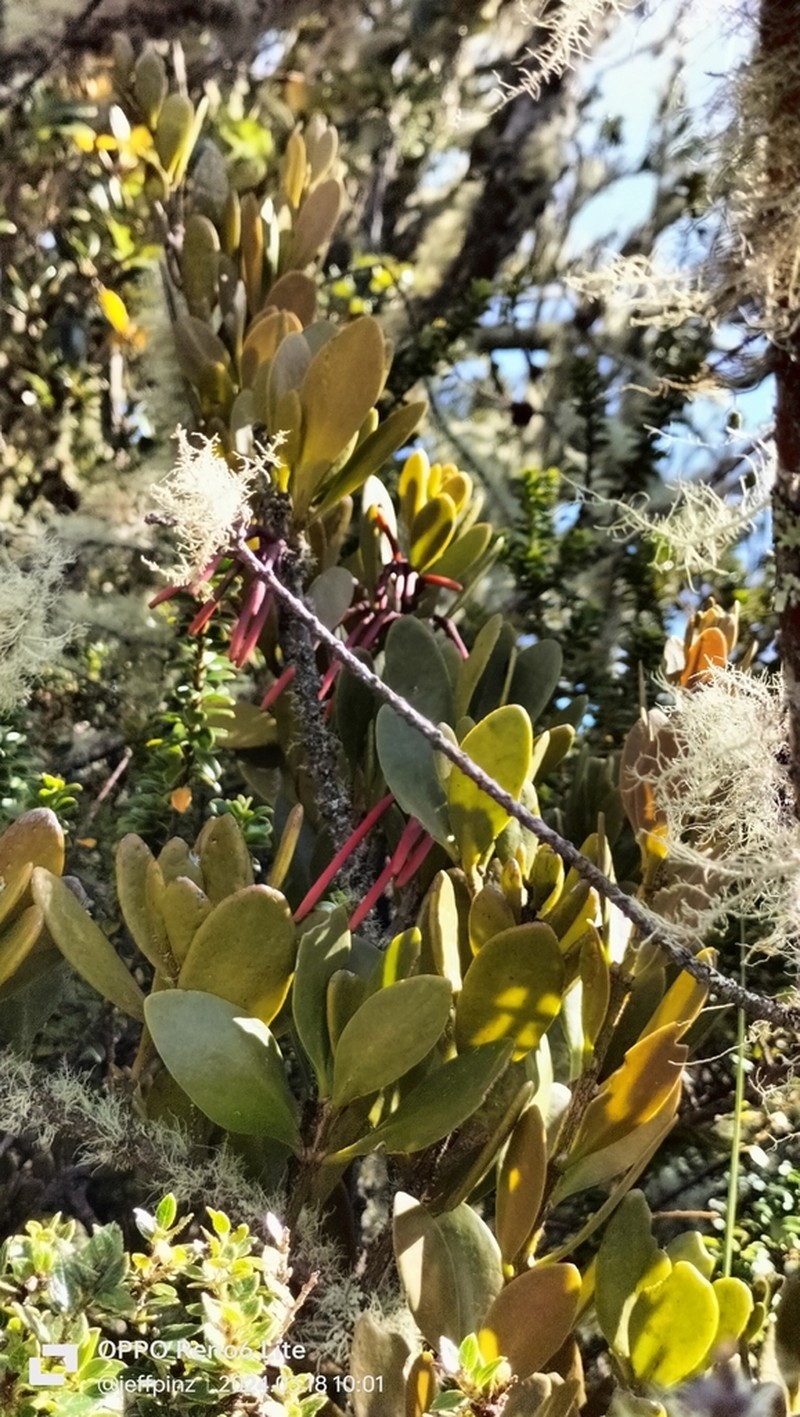 Aetanthus mutisii photo 2