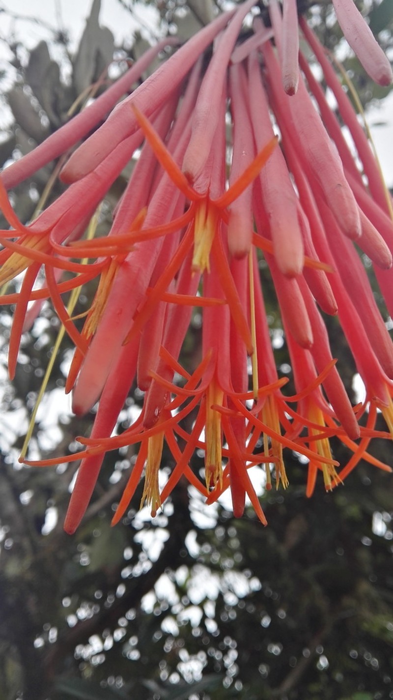 Aetanthus mutisii photo 3