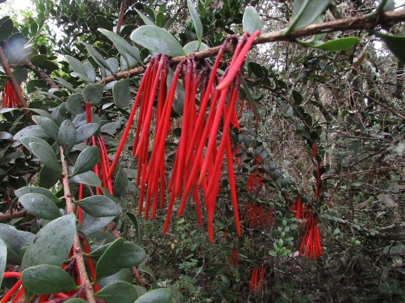 Aetanthus mutisii photo 4