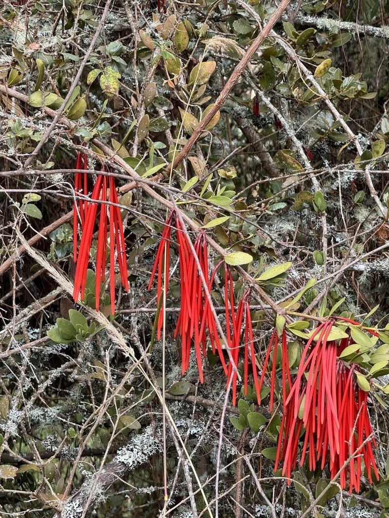 Aetanthus mutisii photo 5