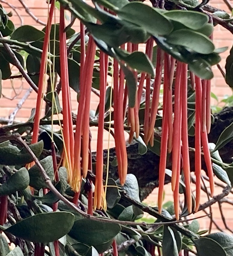 Aetanthus mutisii photo 6