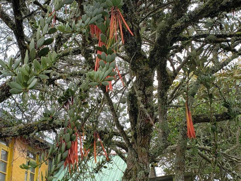 Aetanthus mutisii photo 7