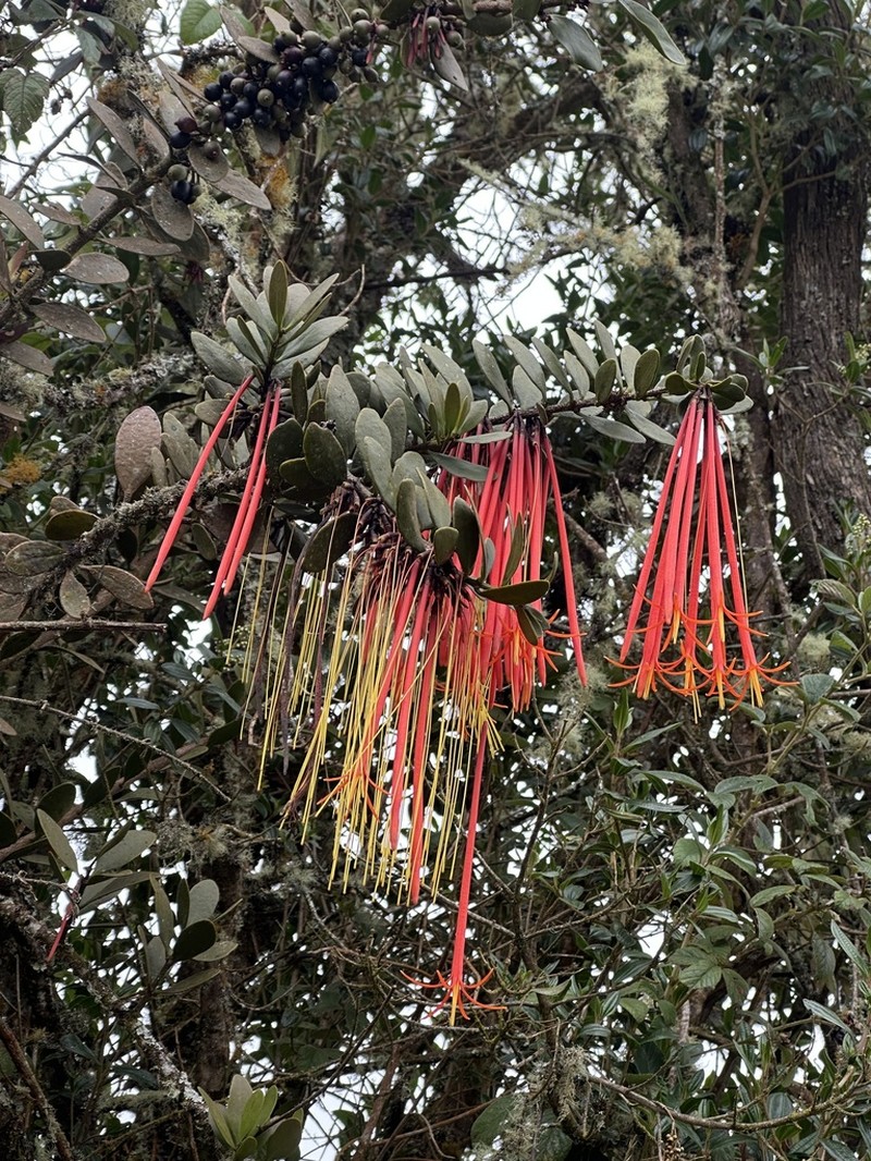 Aetanthus mutisii photo 8
