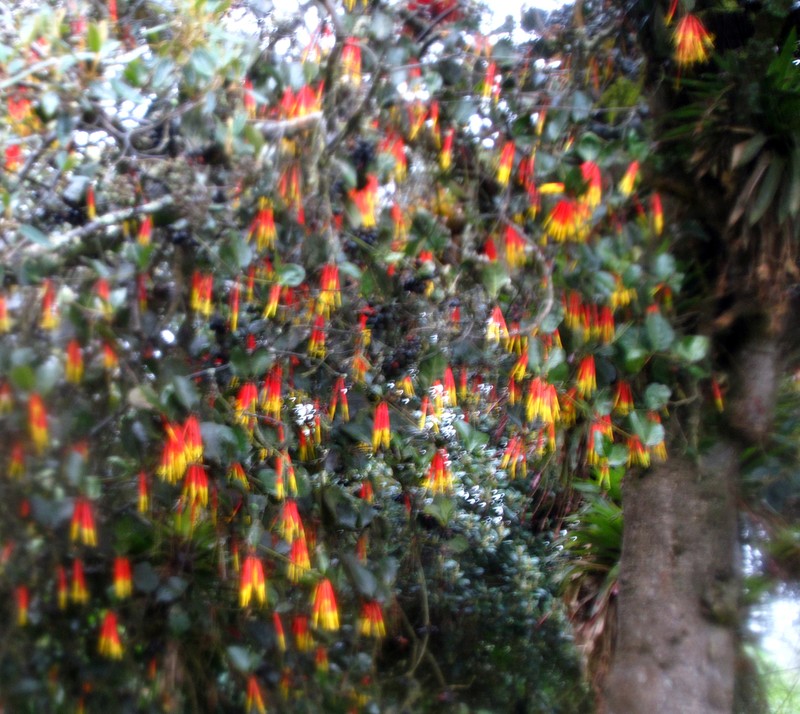 Aetanthus nodosus photo 2