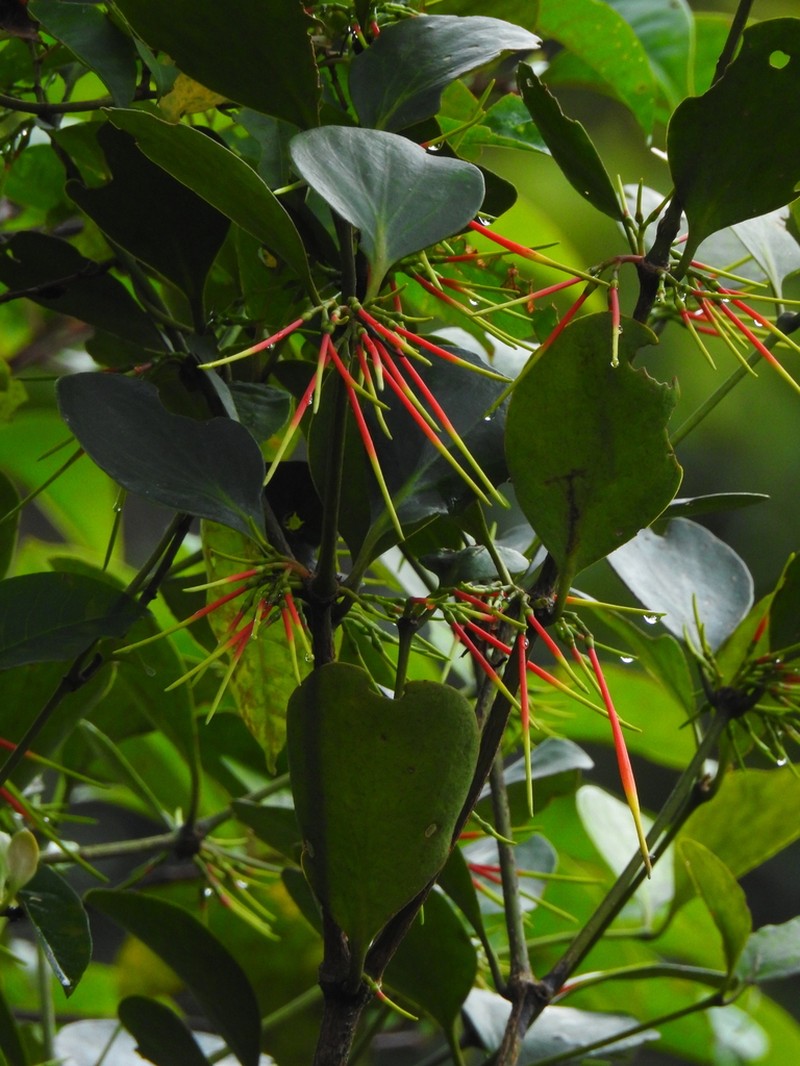 Aetanthus nodosus photo 3