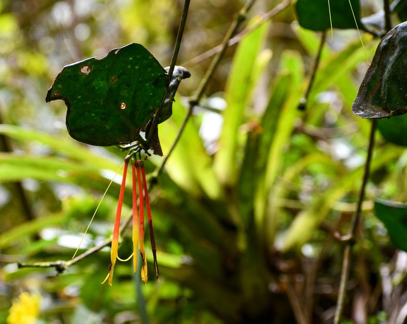 Aetanthus nodosus photo 4