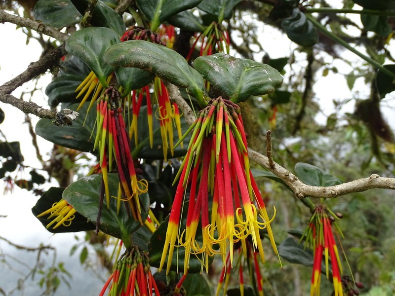 Aetanthus nodosus photo 5