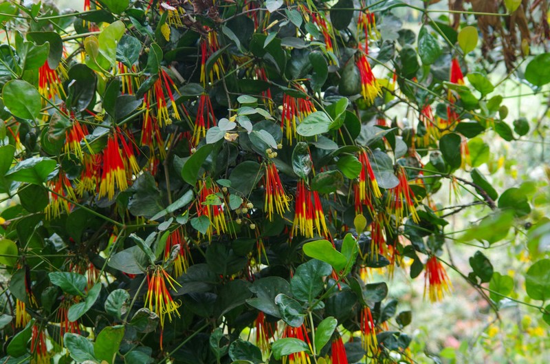 Aetanthus nodosus photo 6