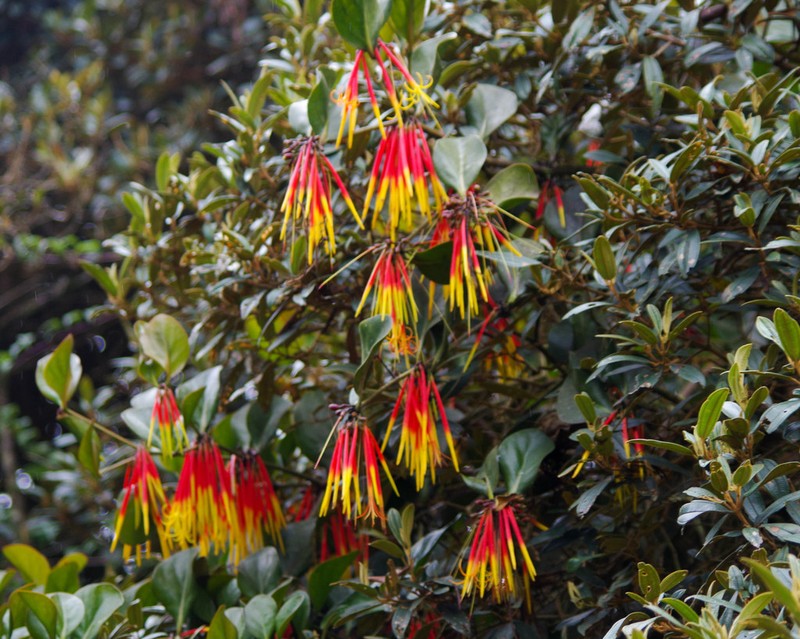Aetanthus nodosus photo 7