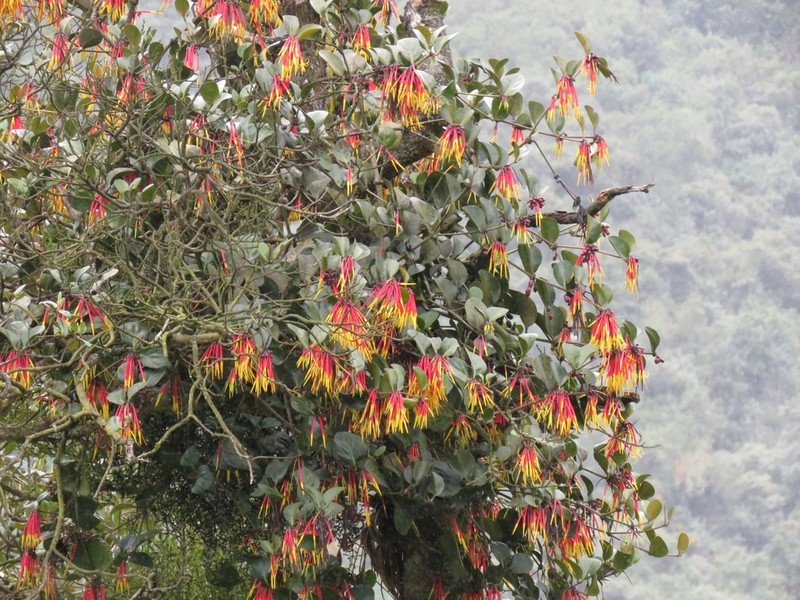 Aetanthus nodosus photo 8