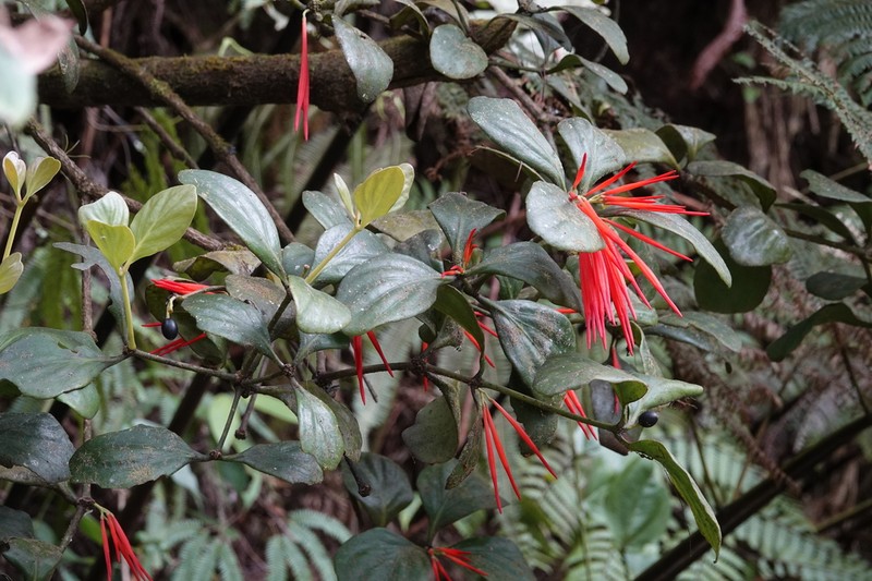 Aetanthus ovalis