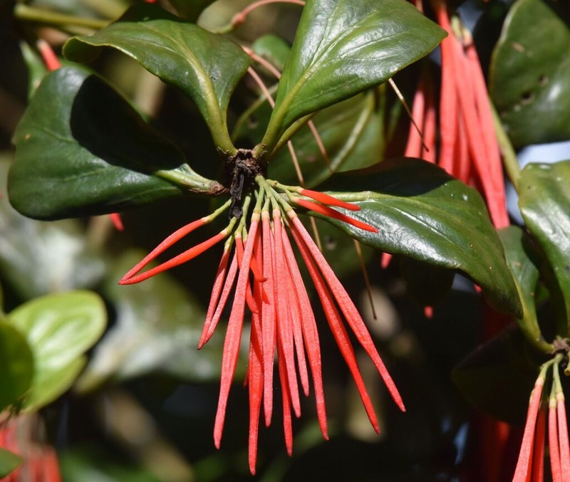 Aetanthus ovalis photo 2