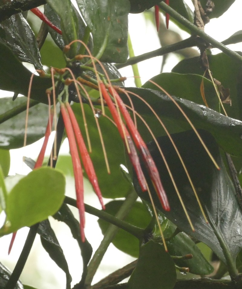 Aetanthus ovalis photo 3