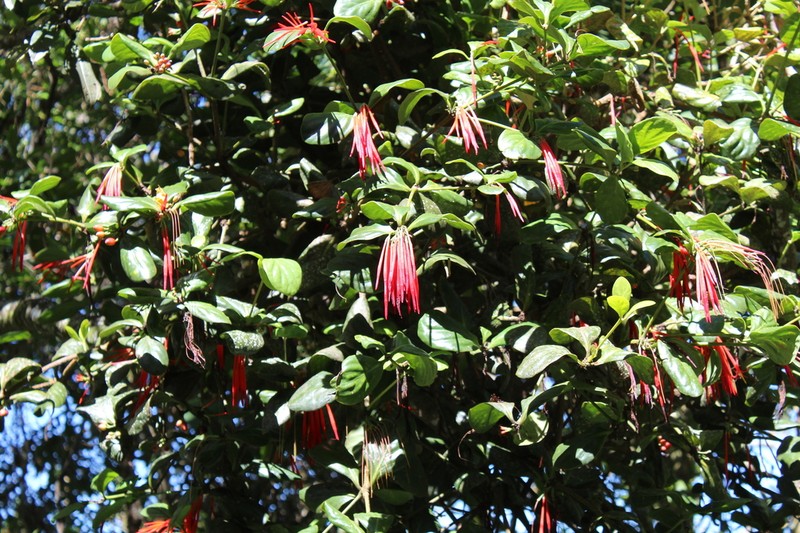 Aetanthus ovalis photo 4