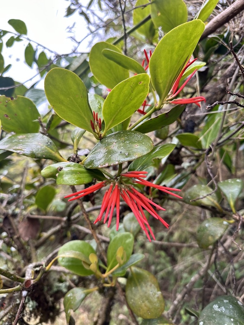 Aetanthus ovalis photo 5