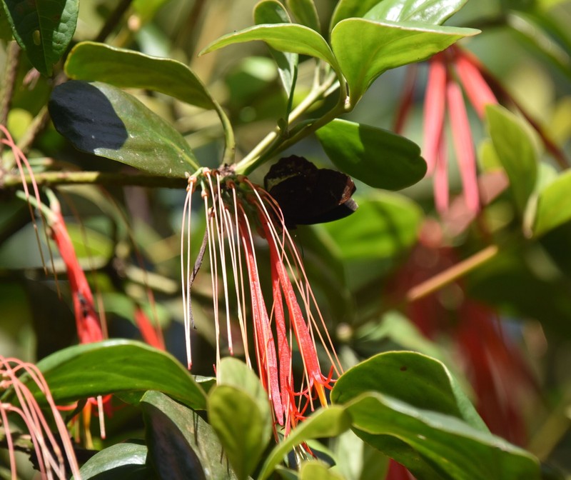 Aetanthus ovalis photo 6