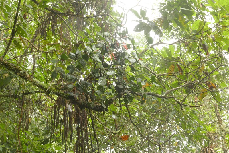 Aetanthus ovalis photo 7