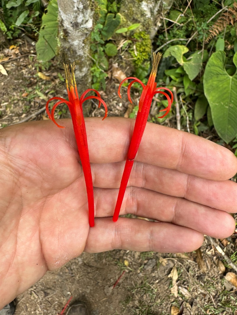 Aetanthus pascoensis photo 2
