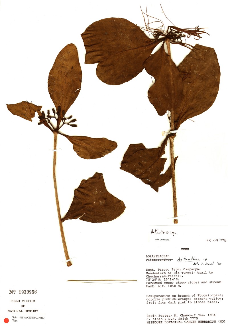 Aetanthus pascoensis photo 3