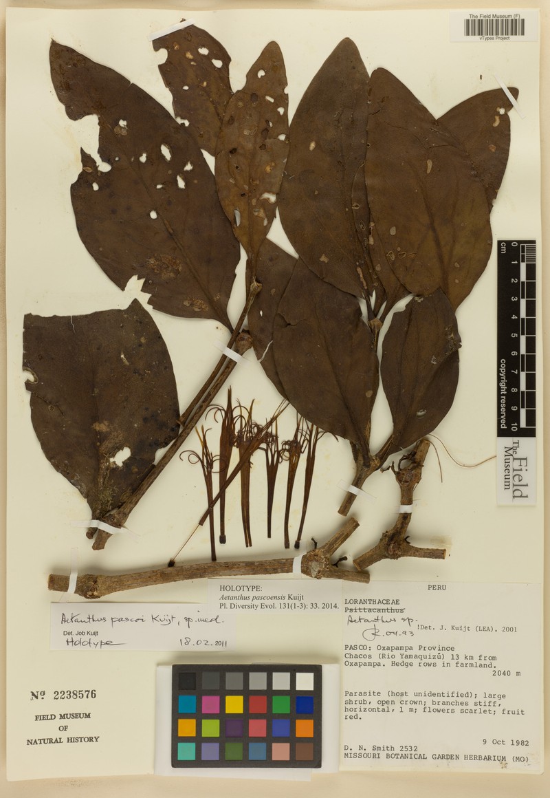 Aetanthus pascoensis photo 4