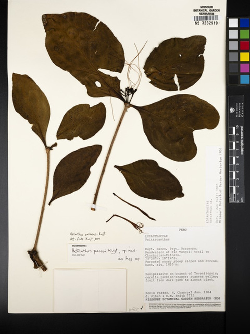 Aetanthus pascoensis photo 5