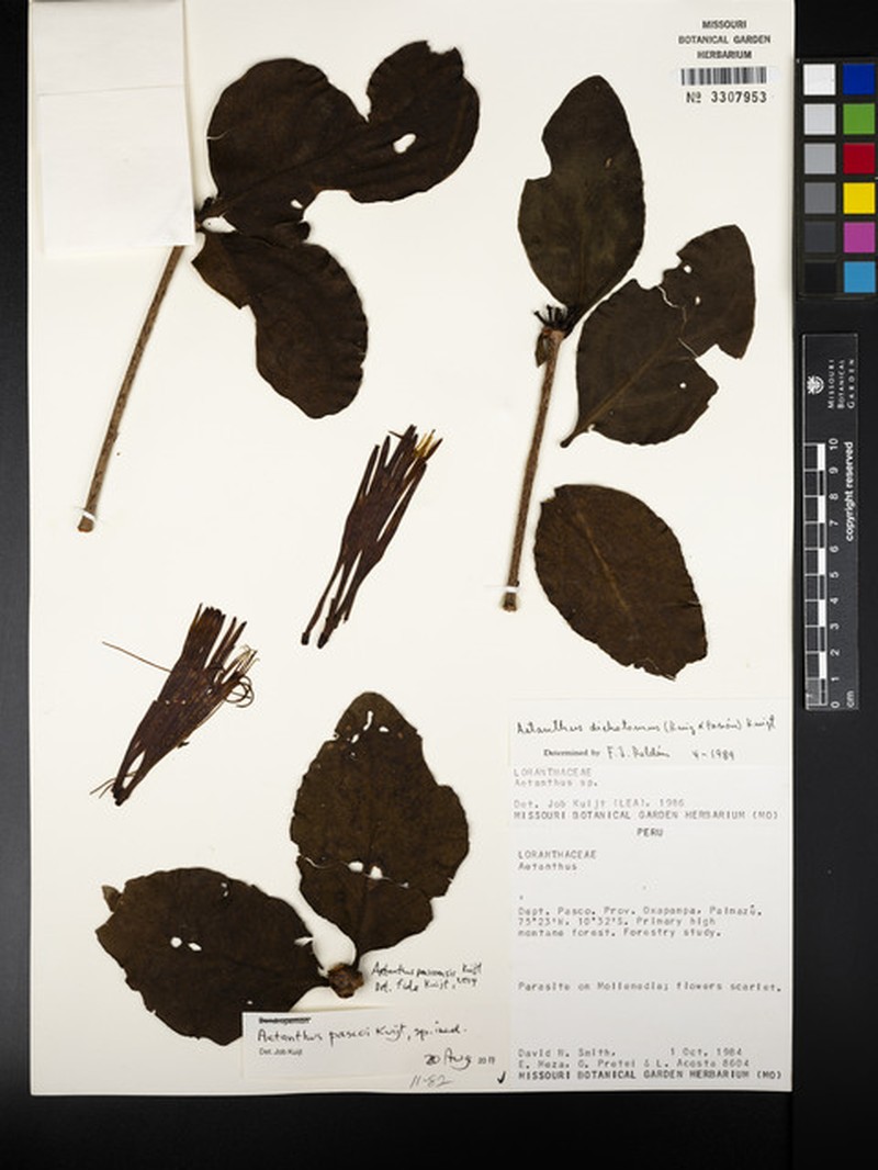 Aetanthus pascoensis photo 6