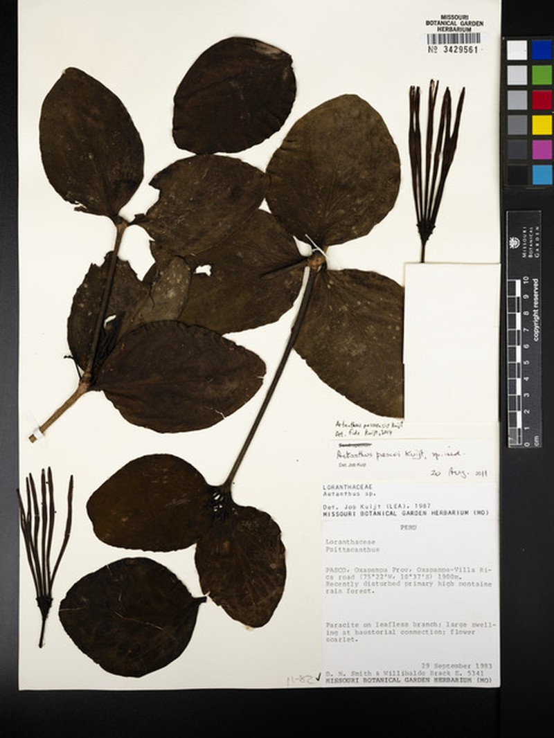 Aetanthus pascoensis photo 7