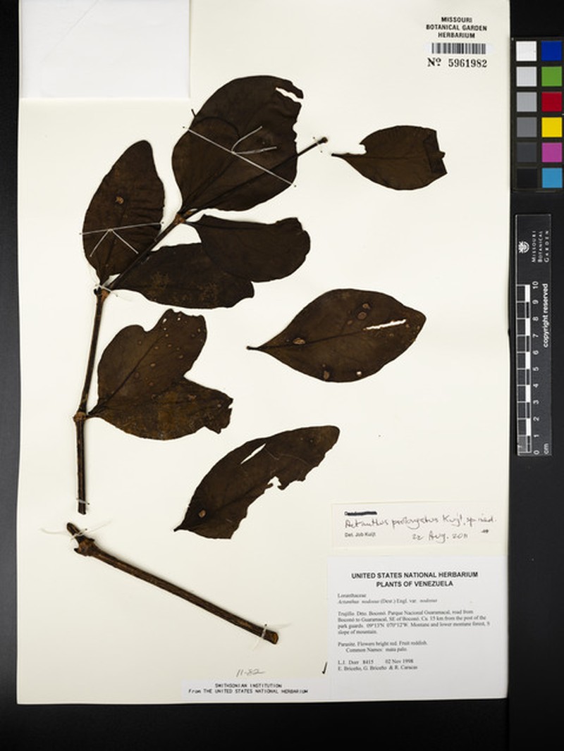 Aetanthus prolongatus