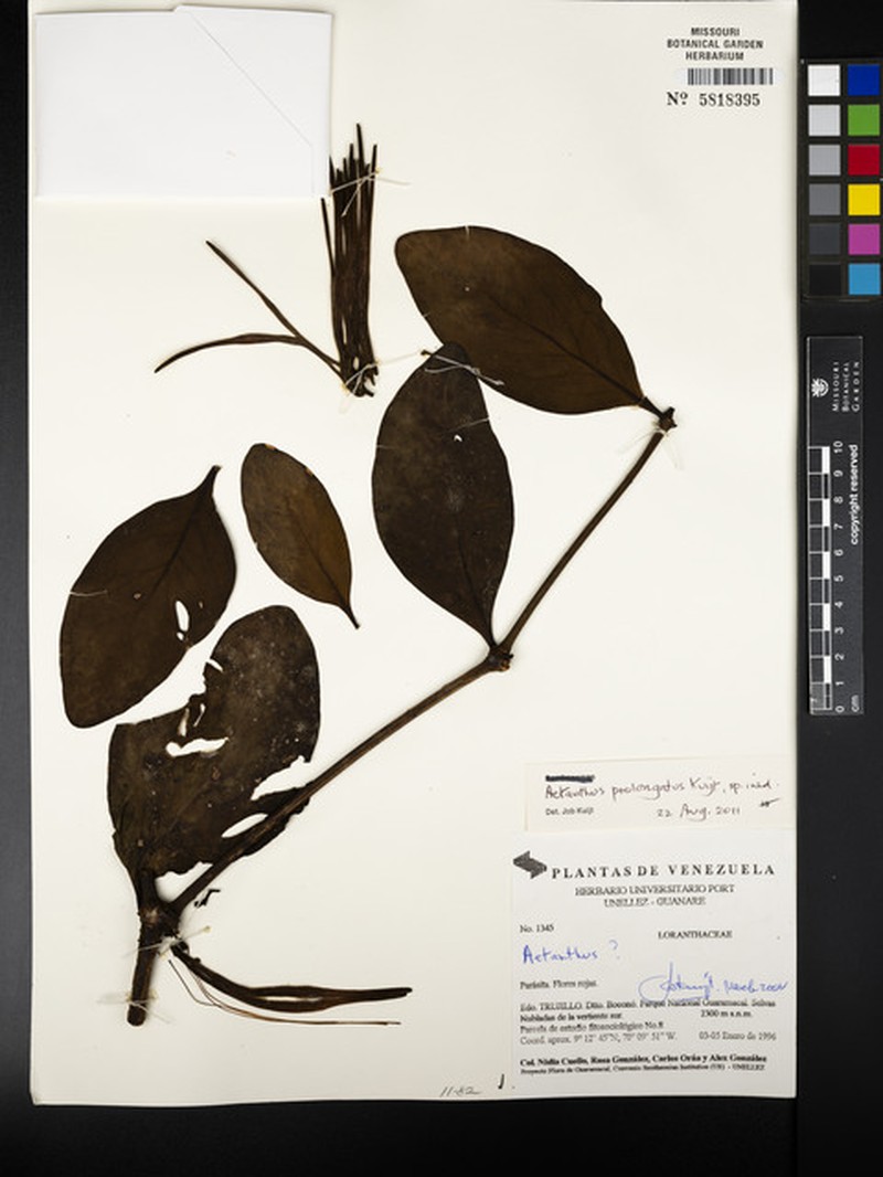 Aetanthus prolongatus photo 2