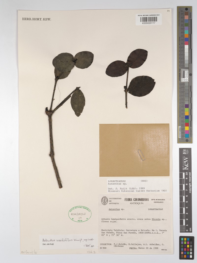 Aetanthus sessilifolius