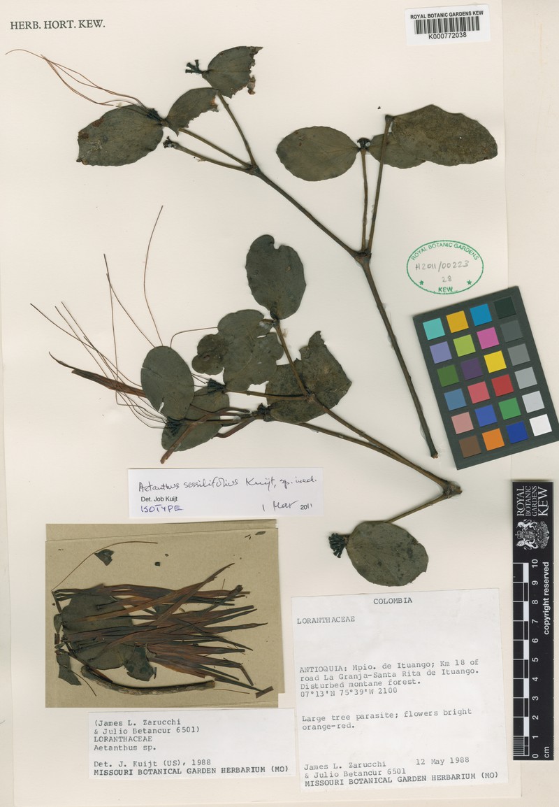 Aetanthus sessilifolius photo 2