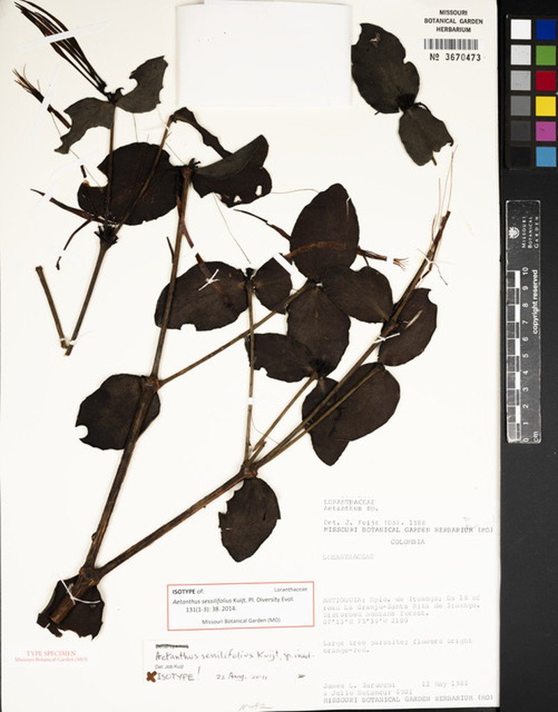 Aetanthus sessilifolius photo 3