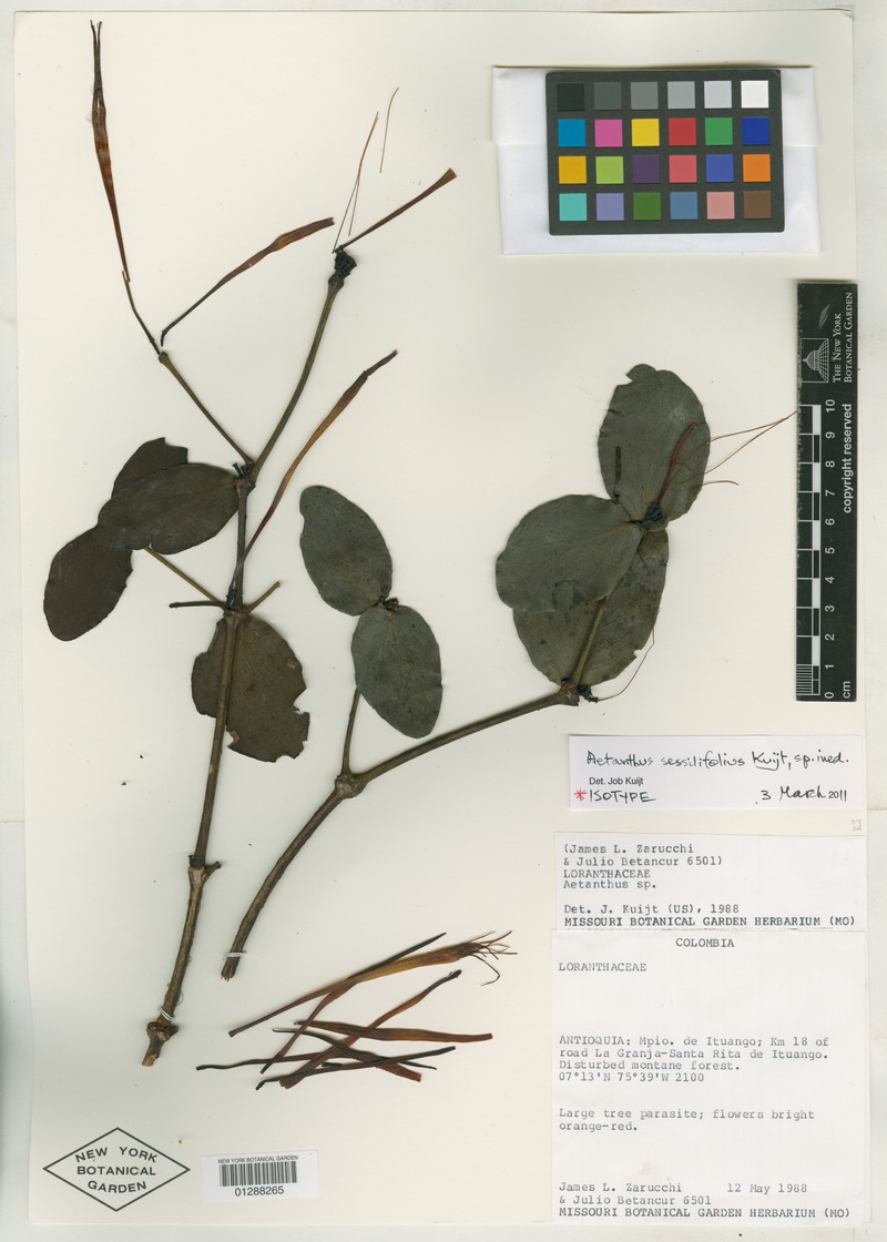Aetanthus sessilifolius photo 4