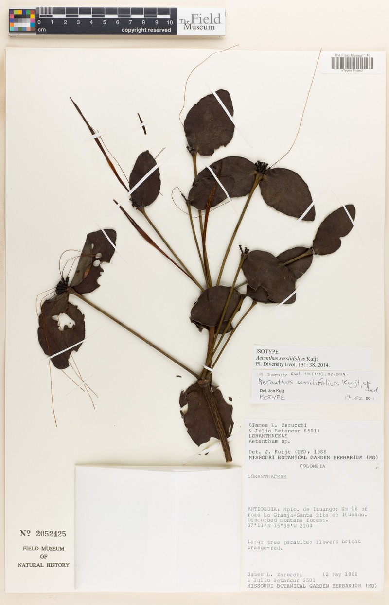 Aetanthus sessilifolius photo 5