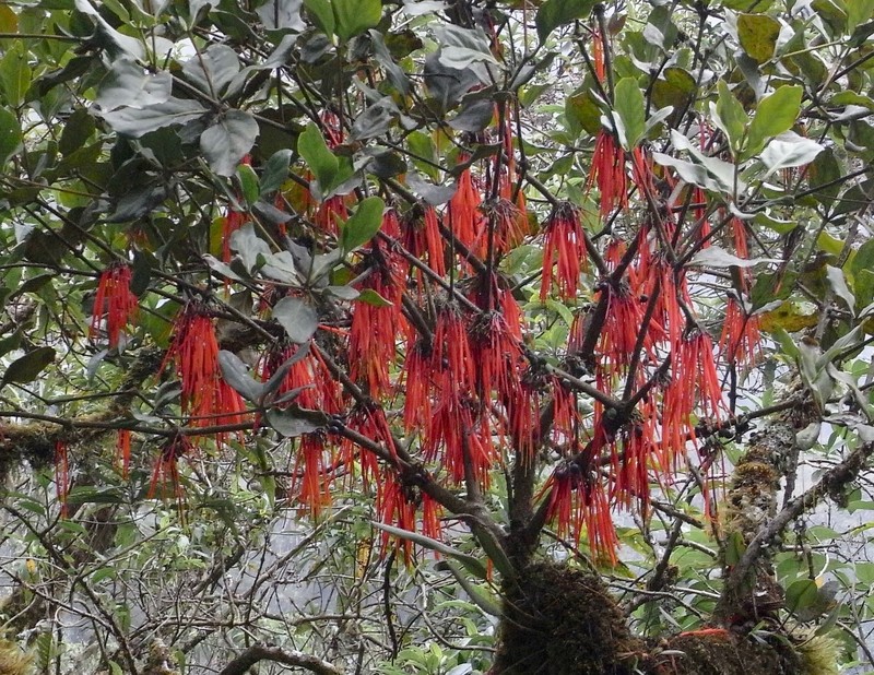 Aetanthus tachirensis photo 2