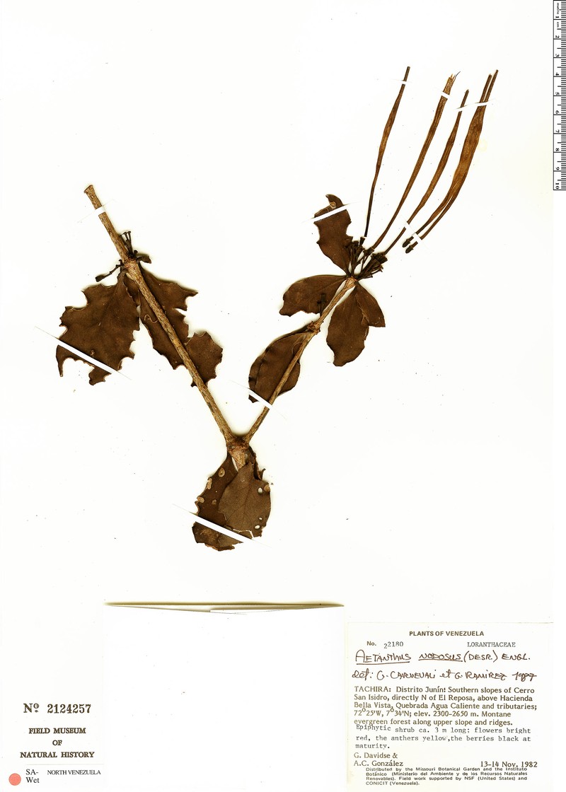 Aetanthus tachirensis photo 3