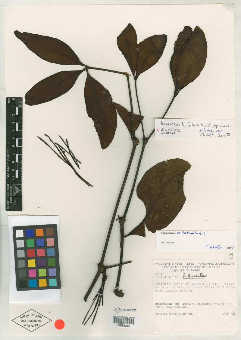 Aetanthus trifolius