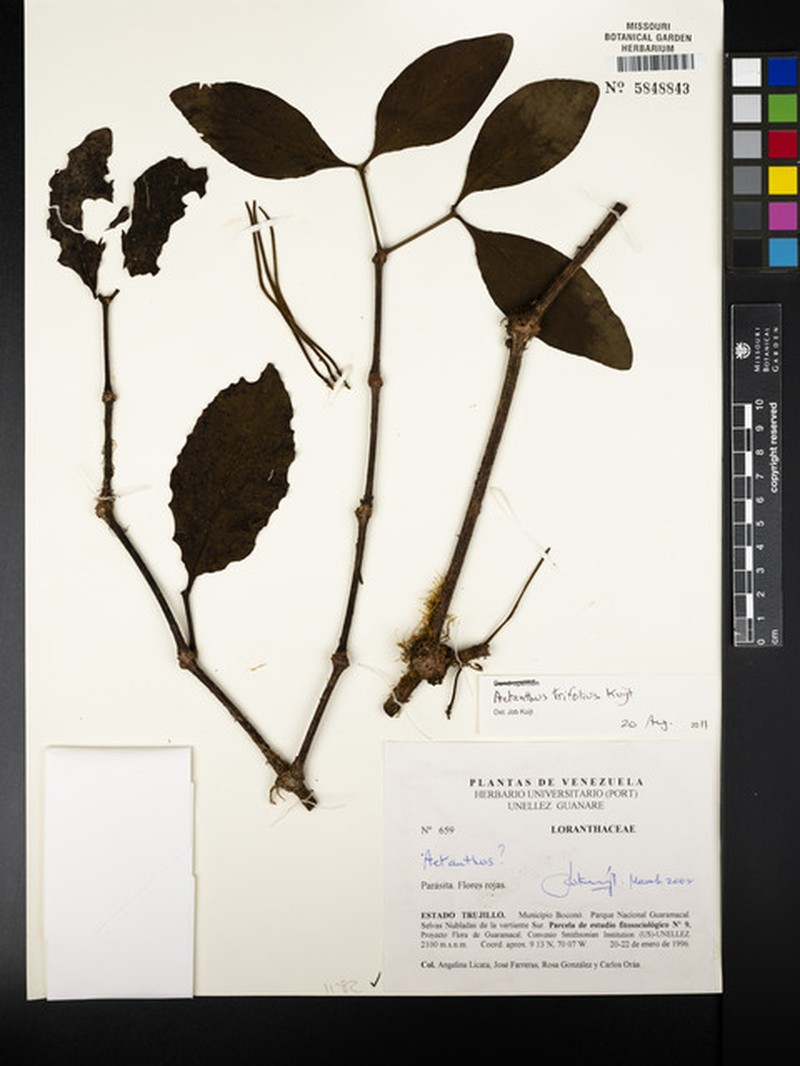 Aetanthus trifolius photo 2