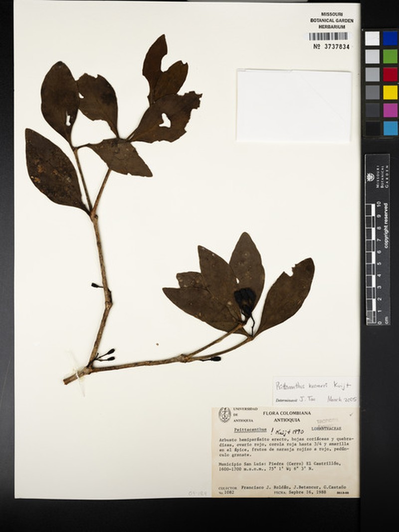 Aetanthus trifolius photo 3