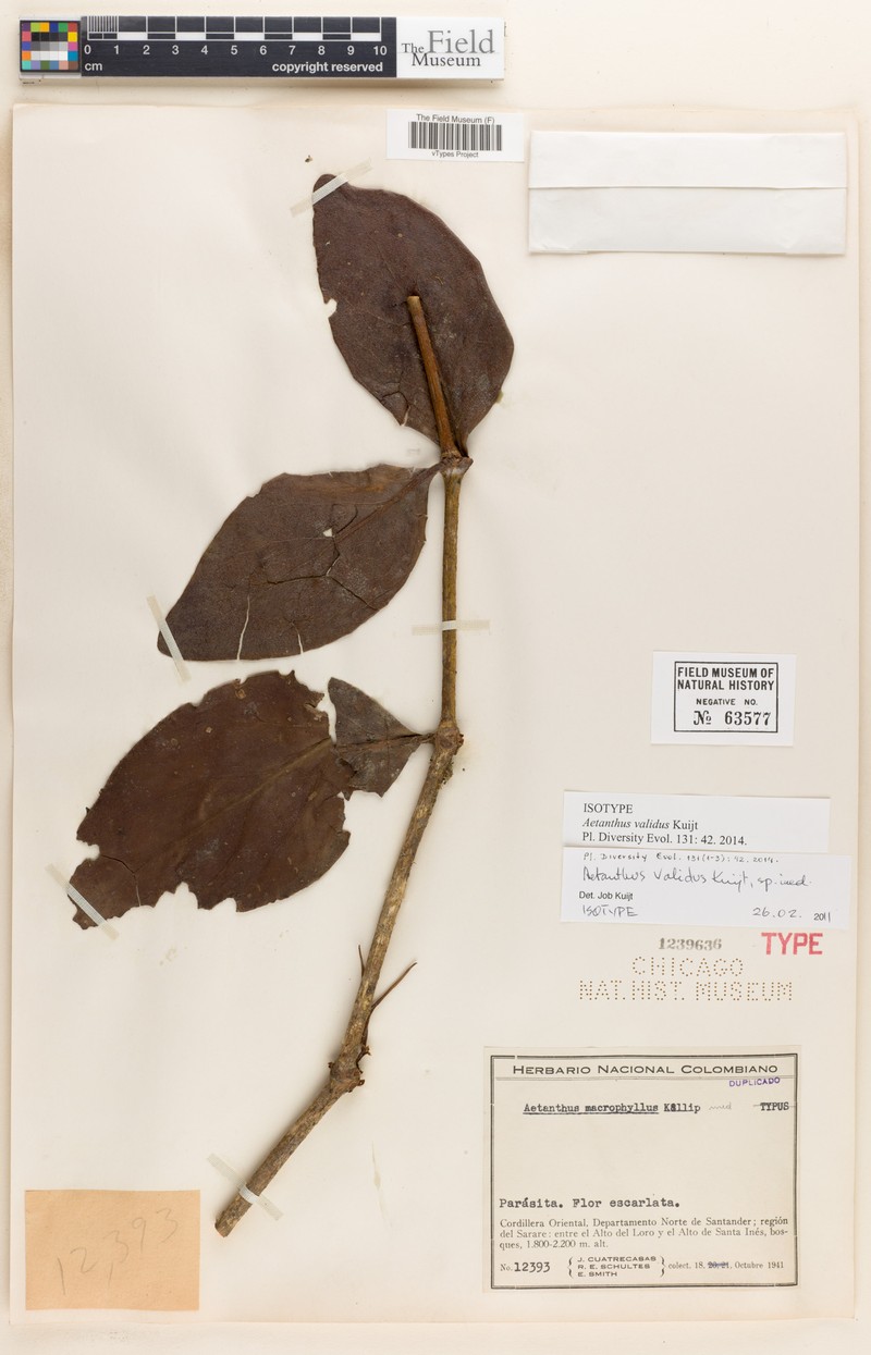 Aetanthus validus