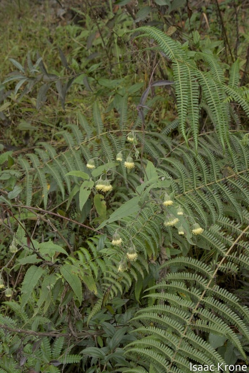 Aetheolaena betonicifolia