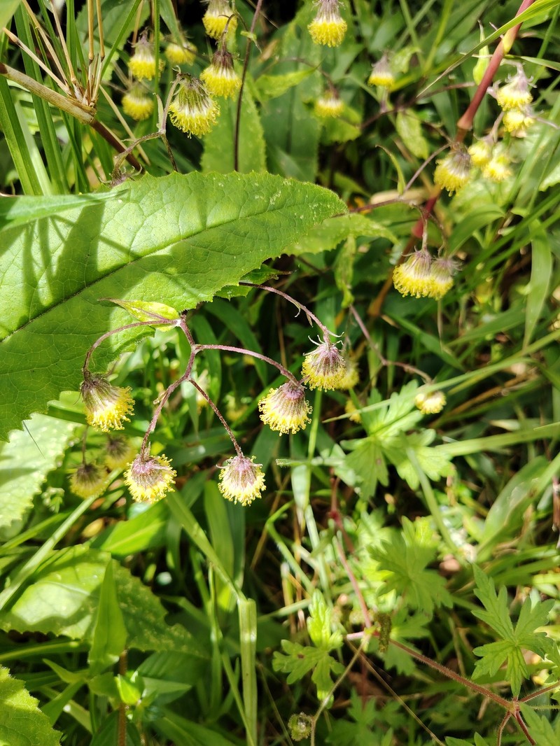 Aetheolaena betonicifolia photo 2