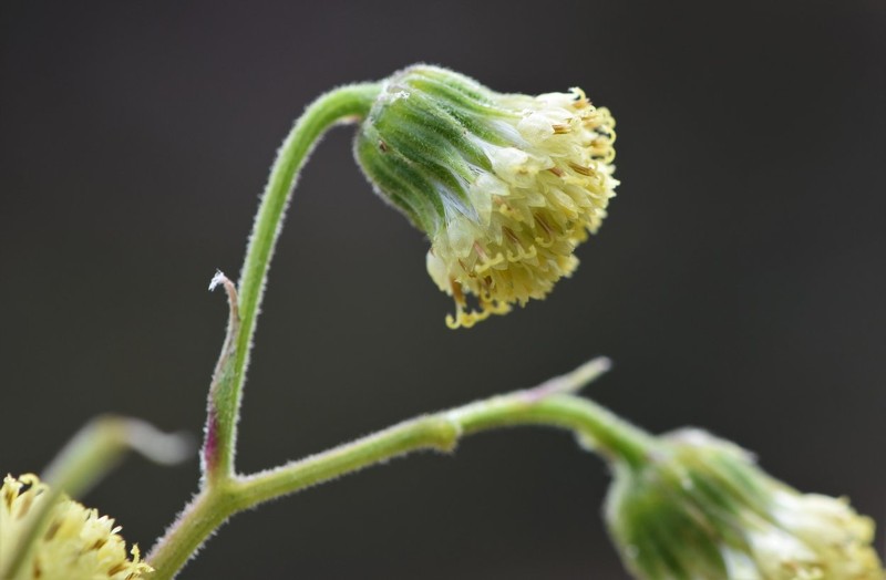 Aetheolaena betonicifolia photo 3