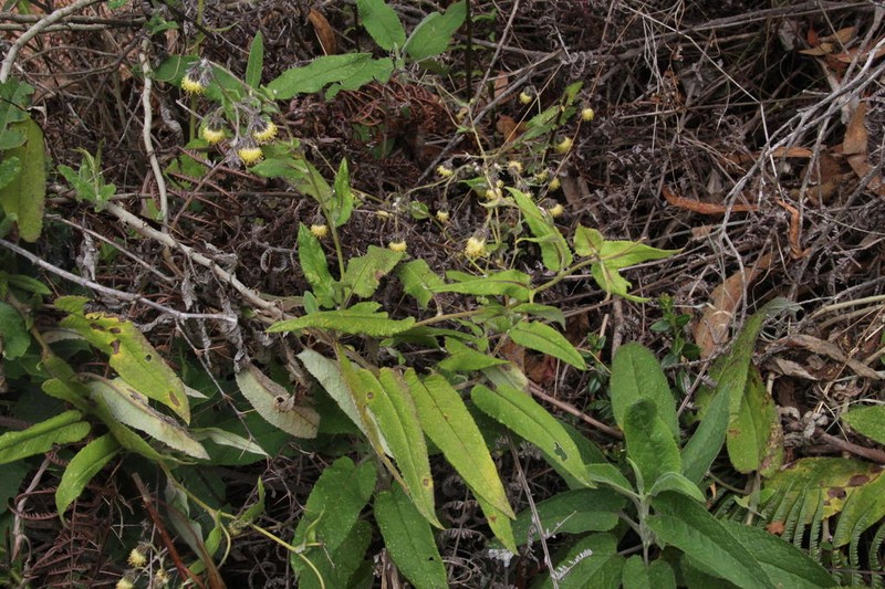 Aetheolaena campanulata photo 2