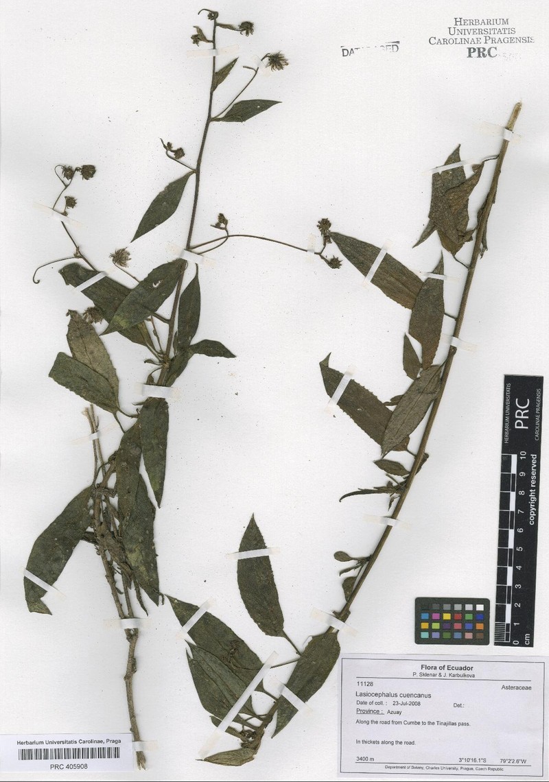 Aetheolaena cuencana