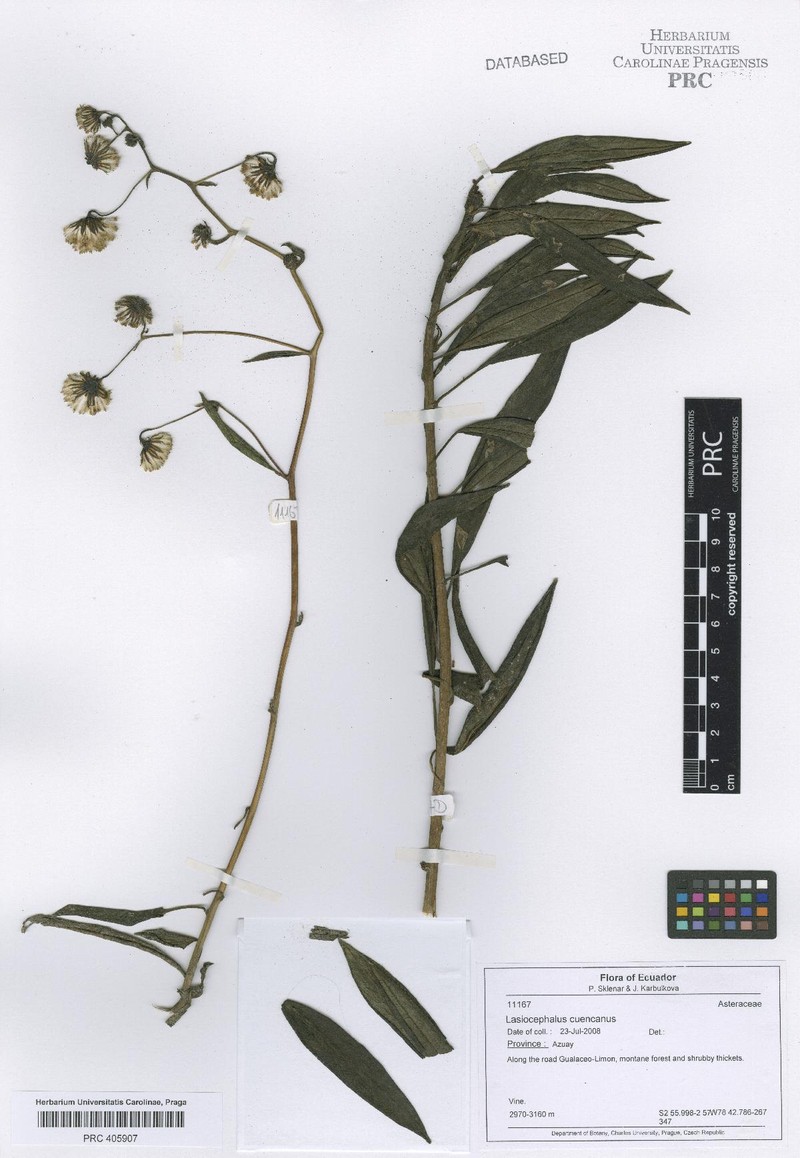 Aetheolaena cuencana photo 2